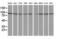 Striatin Interacting Protein 1 antibody, M09470, Boster Biological Technology, Western Blot image 