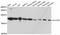 Angiotensin II Receptor Associated Protein antibody, A12178, ABclonal Technology, Western Blot image 