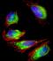 FGFR-2 antibody, A00231, Boster Biological Technology, Immunofluorescence image 