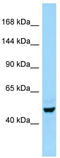 E2F Transcription Factor 7 antibody, TA342517, Origene, Western Blot image 