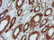 Sec1 family domain-containing protein 1 antibody, LS-C173928, Lifespan Biosciences, Immunohistochemistry frozen image 