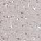 Glucuronic Acid Epimerase antibody, PA5-59194, Invitrogen Antibodies, Immunohistochemistry frozen image 