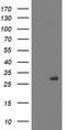Phosphoglycerate Mutase 2 antibody, TA503400, Origene, Western Blot image 