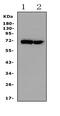 Heat shock-related 70 kDa protein 2 antibody, PA1814, Boster Biological Technology, Western Blot image 