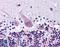 Rho Guanine Nucleotide Exchange Factor 10 antibody, LS-B143, Lifespan Biosciences, Immunohistochemistry frozen image 