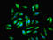 EMAP Like 2 antibody, LS-C369576, Lifespan Biosciences, Immunofluorescence image 