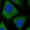 Zinc Finger Protein 30 antibody, NBP1-81455, Novus Biologicals, Immunofluorescence image 