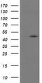 CgA antibody, TA506101, Origene, Western Blot image 
