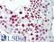 Spermatid nuclear transition protein 1 antibody, LS-B11624, Lifespan Biosciences, Immunohistochemistry frozen image 
