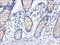 Heterogeneous Nuclear Ribonucleoprotein D antibody, CSB-PA02544A0Rb, Cusabio, Immunohistochemistry frozen image 
