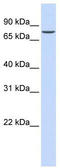 SET1 antibody, TA344440, Origene, Western Blot image 