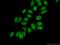 Elf1 antibody, 22565-1-AP, Proteintech Group, Immunofluorescence image 