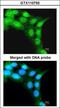 F-box/LRR-repeat protein 3 antibody, GTX110755, GeneTex, Immunofluorescence image 