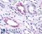 Probable G-protein coupled receptor 146 antibody, LS-A1989, Lifespan Biosciences, Immunohistochemistry paraffin image 