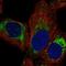 Mitochondrial Ribosomal Protein L14 antibody, HPA076790, Atlas Antibodies, Immunocytochemistry image 