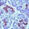 S-AG antibody, GTX15506, GeneTex, Immunohistochemistry paraffin image 