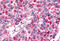 Adhesion G Protein-Coupled Receptor B2 antibody, MBS244850, MyBioSource, Immunohistochemistry frozen image 