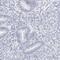 Chromosome 9 Open Reading Frame 50 antibody, PA5-55399, Invitrogen Antibodies, Immunohistochemistry paraffin image 
