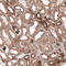 CAP-Gly Domain Containing Linker Protein 1 antibody, AMAb91321, Atlas Antibodies, Immunohistochemistry frozen image 