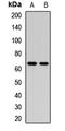 Glomulin, FKBP Associated Protein antibody, orb411894, Biorbyt, Western Blot image 