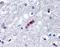 Myelin Basic Protein antibody, orb88041, Biorbyt, Immunohistochemistry paraffin image 