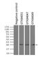 Neurogenin 1 antibody, GTX84051, GeneTex, Immunoprecipitation image 