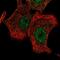 LON Peptidase N-Terminal Domain And Ring Finger 2 antibody, PA5-66079, Invitrogen Antibodies, Immunofluorescence image 