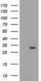 Pyrroline-5-Carboxylate Reductase 2 antibody, MA5-25283, Invitrogen Antibodies, Western Blot image 