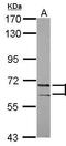 POZ/BTB And AT Hook Containing Zinc Finger 1 antibody, GTX115726, GeneTex, Western Blot image 