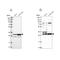 HAUS Augmin Like Complex Subunit 1 antibody, NBP1-88159, Novus Biologicals, Western Blot image 