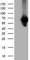 Alpha Fetoprotein antibody, TA501782, Origene, Western Blot image 