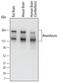 NFASC antibody, AF3235, R&D Systems, Western Blot image 