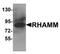 HMMR antibody, TA319659, Origene, Western Blot image 
