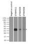Fc Fragment Of IgG Receptor IIa antibody, GTX84508, GeneTex, Immunoprecipitation image 