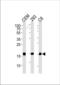 Small Ubiquitin Like Modifier 2 antibody, TA324892, Origene, Western Blot image 