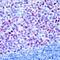 BCL6 Transcription Repressor antibody, MA5-11493, Invitrogen Antibodies, Immunohistochemistry frozen image 