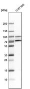 Golgin A5 antibody, HPA000992, Atlas Antibodies, Western Blot image 