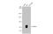 B-cell lymphoma 6 protein antibody, GTX101338, GeneTex, Western Blot image 