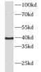5-Hydroxytryptamine Receptor 4 antibody, FNab04068, FineTest, Western Blot image 