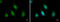 AT-Rich Interaction Domain 2 antibody, GTX129444, GeneTex, Immunofluorescence image 