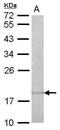 Interleukin 22 antibody, PA5-34944, Invitrogen Antibodies, Western Blot image 