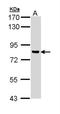 Diacylglycerol Kinase Gamma antibody, NBP1-33055, Novus Biologicals, Western Blot image 