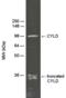 CYLD Lysine 63 Deubiquitinase antibody, BML-PW0760-0100, Enzo Life Sciences, Western Blot image 