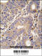 Cysteinyl-TRNA Synthetase 2, Mitochondrial antibody, 63-238, ProSci, Immunohistochemistry paraffin image 