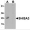 Shisa Family Member 3 antibody, MBS153557, MyBioSource, Western Blot image 