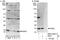 Ring Finger Protein 5 antibody, NBP2-04014, Novus Biologicals, Immunoprecipitation image 