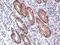 Nectin Cell Adhesion Molecule 2 antibody, PA5-29757, Invitrogen Antibodies, Immunohistochemistry frozen image 