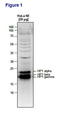 HP1 alpha antibody, TA347093, Origene, Western Blot image 