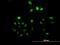 UTP11 Small Subunit Processome Component antibody, H00051118-B01P, Novus Biologicals, Immunocytochemistry image 