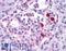 Gastric Inhibitory Polypeptide Receptor antibody, LS-A1251, Lifespan Biosciences, Immunohistochemistry frozen image 